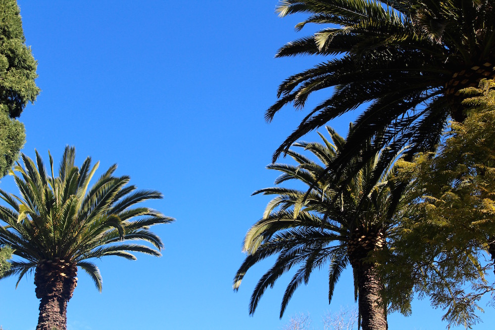 Queens Park Palm Trees | Toowoomba Holiday Rentals